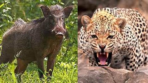 रानडुकरे देतात बिबट्याच्या अस्तित्वाचा इशारा !