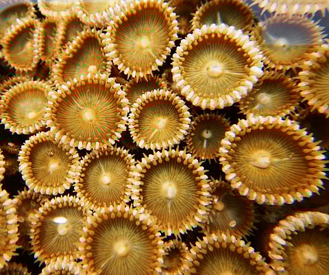 रत्नागिरी समुद्र किनारी आहेत सॉफ्ट कोरल्स प्रवाळ प्रजाती