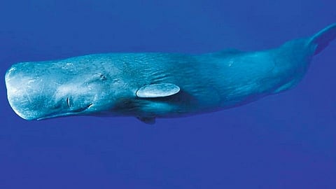 व्हेल माशाच्या उलटीला इतके का महत्व? उलटी कशी ओळखतात