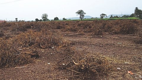 The-farmer-removed-the-entire-pomegranate-orchard-nashik-agriculture-news
