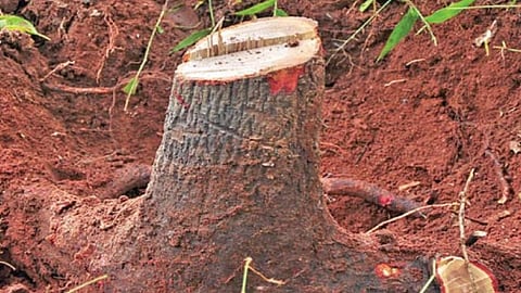 tree theft