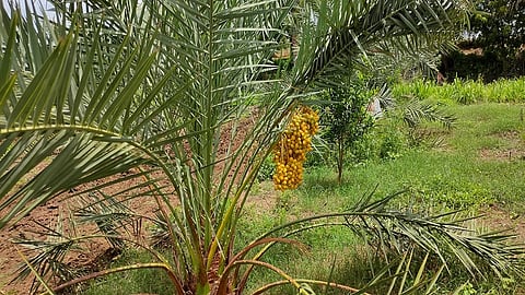 पिवळा खजूर