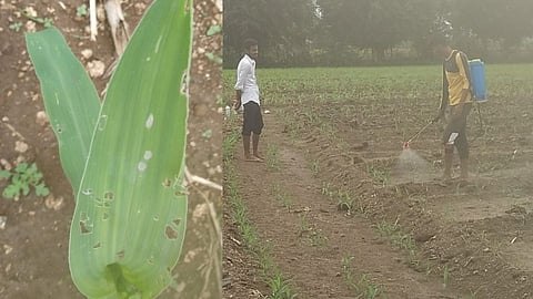 जमिनीतच ‘लष्करी’ हल्ला; शेतकरी हताश,पीक उद्ध्वस्त होण्याचा धोका