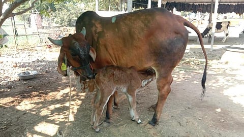 "ई-गोरज कट्टा'वर पशुपालकांची गर्दी! दावणीला दिसताहेत सशक्त जनावरे