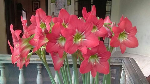 The beautiful flowers bloomed