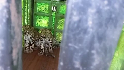 leopards