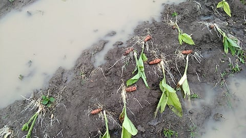 हिंगोली जिल्ह्यात सलग तीन दिवसांपासून पाऊस सुरु आहे.