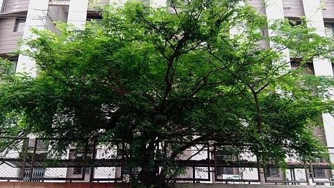 'दिवी दिवी' चा संघर्ष अस्तित्वासाठी!