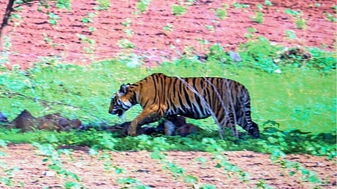 यवतमाळातील मांडवी शिवारात ‘बिजली’, ‘रंगीला’, ‘नुरा’चा मुक्तसंचार