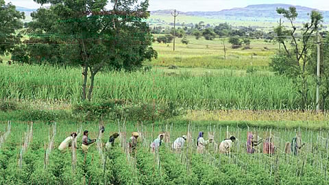 Agriculture Insurance