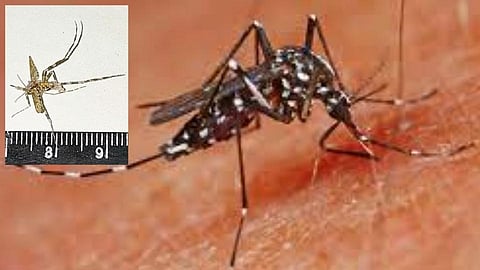 सोलापुरात आढळला "एशियन टायगर'! "झिका'सह अनेक व्हायरसचा वाहक