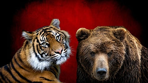 वाघ-अस्वलांना दिली कोरोना लस; वानरे आणि डुकरांनाही मिळणार