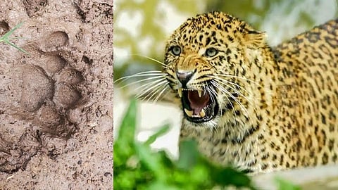 सोलापूरवासीयांनो सावधान! वेशीवरील "त्या' पाऊलखुणा बिबट्याच्याच