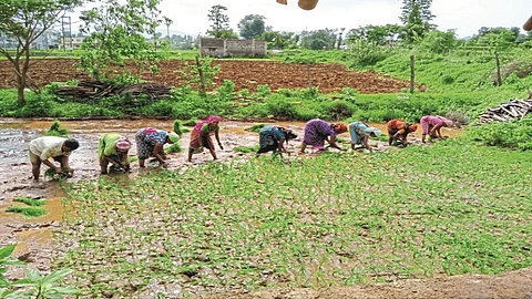 paddy farming