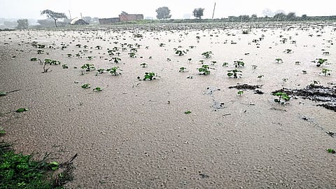 बदनापूर (जि.जालना) : डोंगरगाव - सायगाव शिवारात शेतात साचलेले पावसाचे पाणी. (छायाचित्र : आनंद इंदानी)