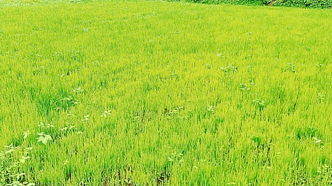 Paddy crop