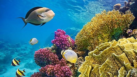 पृथ्वीचे आरोग्य समुद्रावर कसे अवलंबून? जाणून घ्या नेमकं कारण