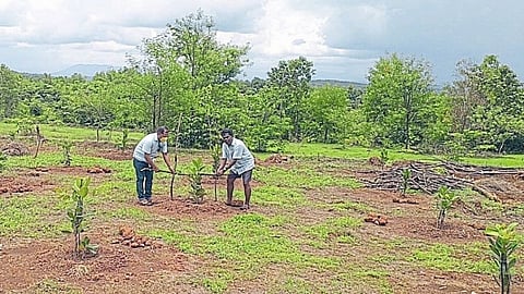 पारंपरिक भातशेती परवडेना; रत्नागिरीकरांनी निवडला नवा मार्ग