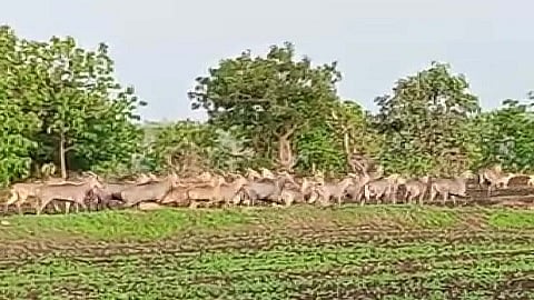 शिवना (ता. सिल्लोड) : परिसरात पेरलेल्या शेतांमध्ये फिरणारा निलगायींचा कळप.