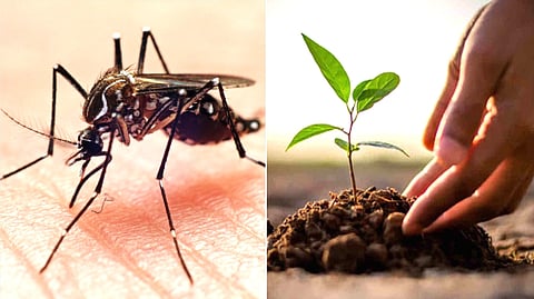 plants-keep-mosquitoes-away-from-home