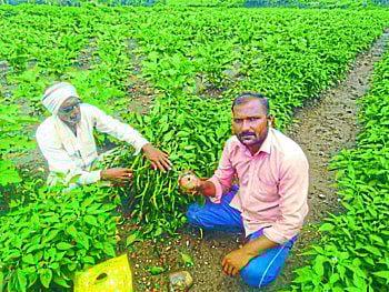 Chilli grower farmer