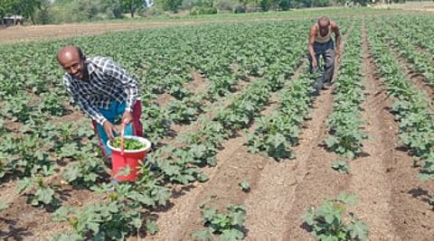 पावसाच्या हुलकावणीने तिबार पेरणीचे संकट