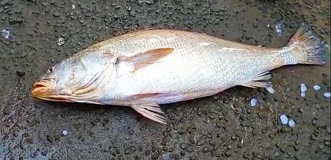 गळाला लागला 22 किलोचा मासा अन् मच्छिमार झाला लखपती!