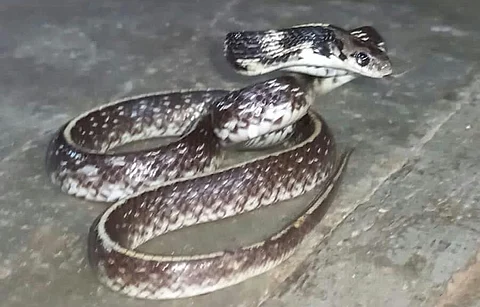 Indian Egg Eater Snake