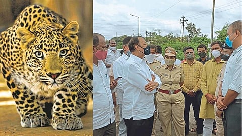 बिबट्याला त्वरित जेरबंद करा !