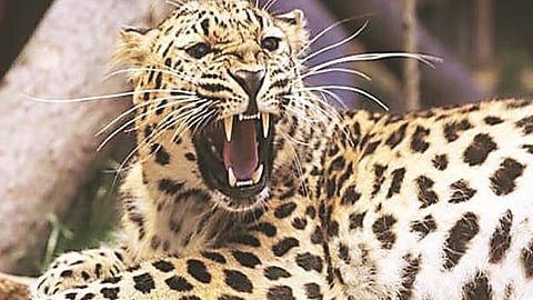  Leopard News : बिबट्या-मानव संघर्ष! कर्मचाऱ्यांना प्रशिक्षण, अत्याधुनिक साधने द्यावीत; नागरिकांच्या अपेक्षा