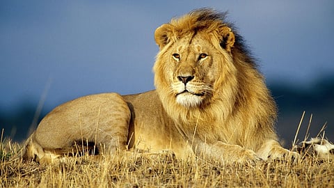 lion