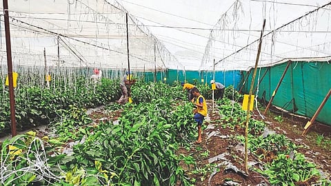 Corona causes damage to agriculture and farmers