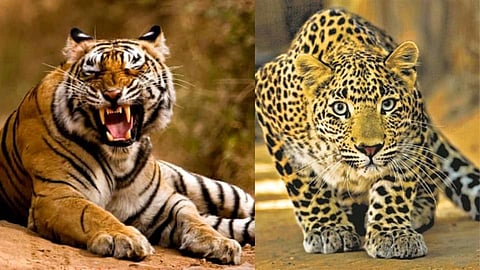 रड्डे परिसरात वाघाची अफवा तर खुनेश्वरमध्ये बिबट्याचा कुत्र्यावर हल्ला!