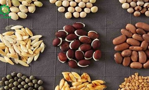 अनुदानावर रब्बी बियाणे वाटप! ऑनलाइन अर्ज करण्याचे आवाहन