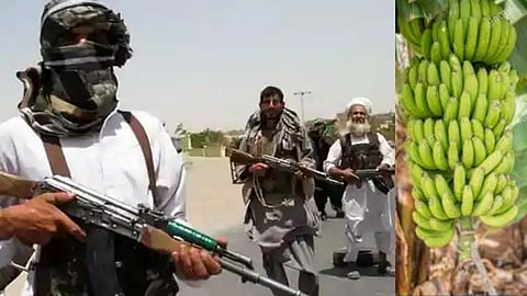 अफगाणिस्तानवरील तालिबानी वर्चस्वामुळे केळी निर्यातीवर परिणाम