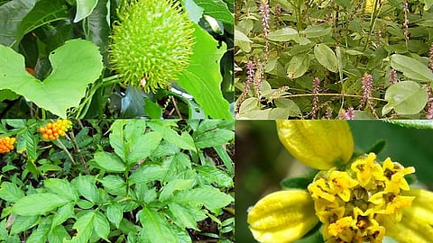 रानभाज्या