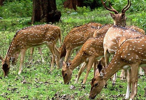 Sunderbans National Park