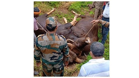 साखरप्याजवळ किरबेट येथे दोन गवा रेड्यांचा झुंजीत मृत्यू