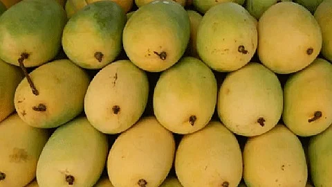 केसर आंबा