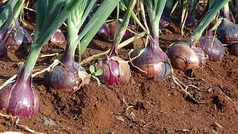 onion crops
