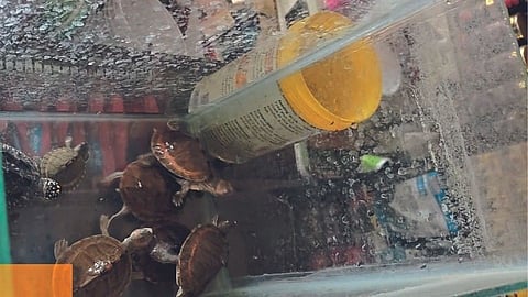 smuggling turtles and parrots