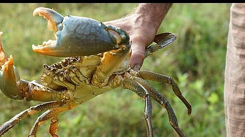 ऐकावं ते नवलचं! रत्नागिरीत 15 किलो खेकड्याची चोरी