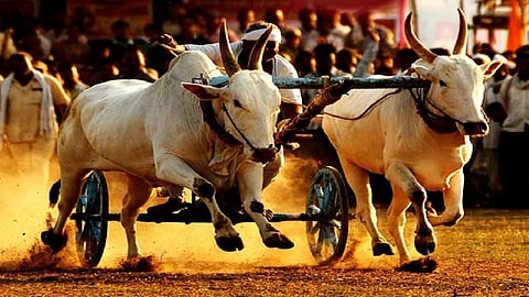 bullock cart