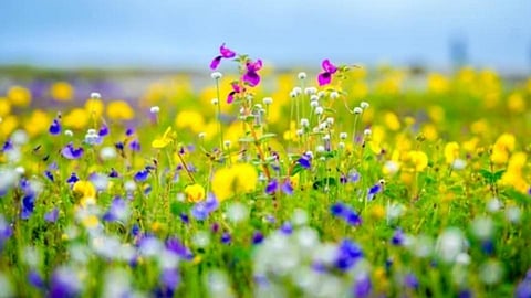 Kas flower plateau
