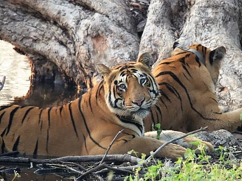 कात्रजच्या प्राणी संग्रहालयात