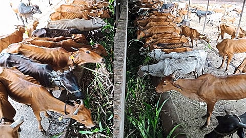 उमरज (ता.कंधार, जि.नांदेड) येथील संत नामदेव महाराज मठ संस्थानच्या गोशाळेतील लालकंधारी गायींसह देशी गायी.