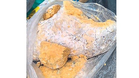 Sperm whale vomiting