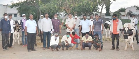 जनावरे चोरणाऱ्या टोळीचा पर्दाफाश! दहिवडी पोलिसांची धडाकेबाज कारवाई