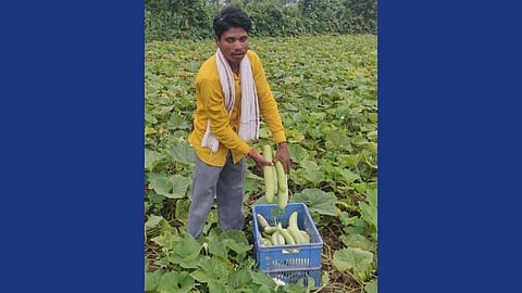दुधी भोपळ्याला कवडीमोल भाव; दहा क्विंटल मागे नफा १४० रुपये