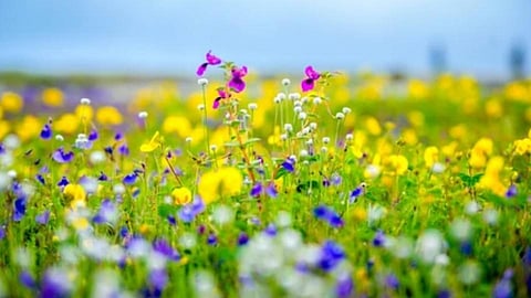 Kas flower plateau
